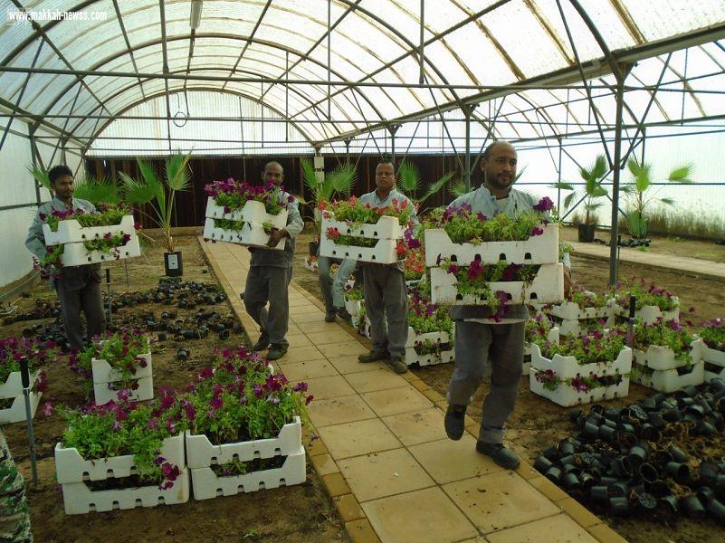 سجون مكة المكرمة تقدم 8450 نبتة لأمانة العاصمة المقدسة