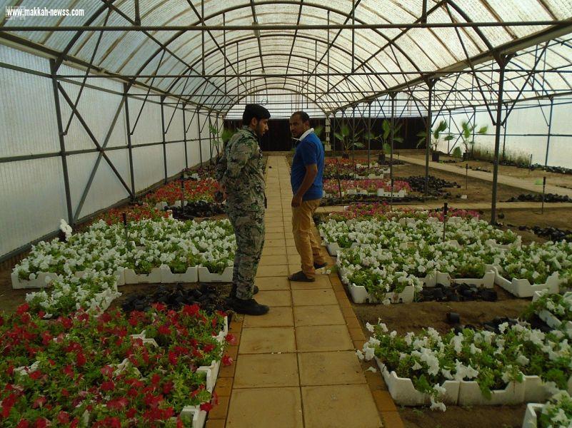 سجون مكة المكرمة تقدم 8450 نبتة لأمانة العاصمة المقدسة