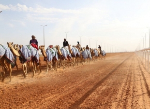 غدًا .. انطلاق سباقات الهجن في مهرجان الملك عبدالعزيز للإبل