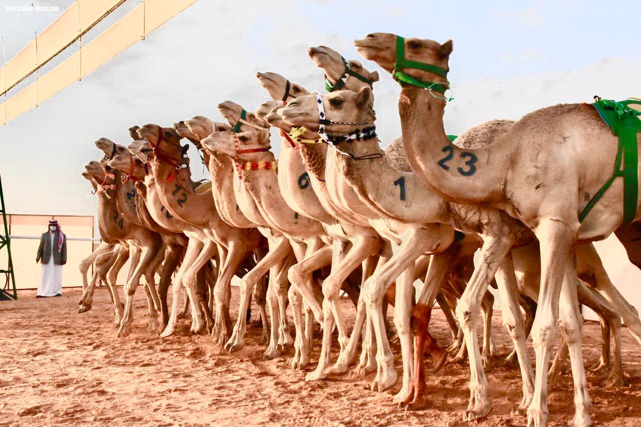 وزير الرياضة يرعى ختـام سباق رماح للهجن