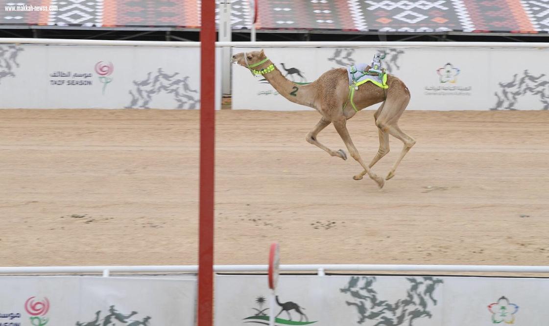 سمو ولي العهد يرعى الحفل الختامي لمهرجان سموه للهجن في نسخته الثانية