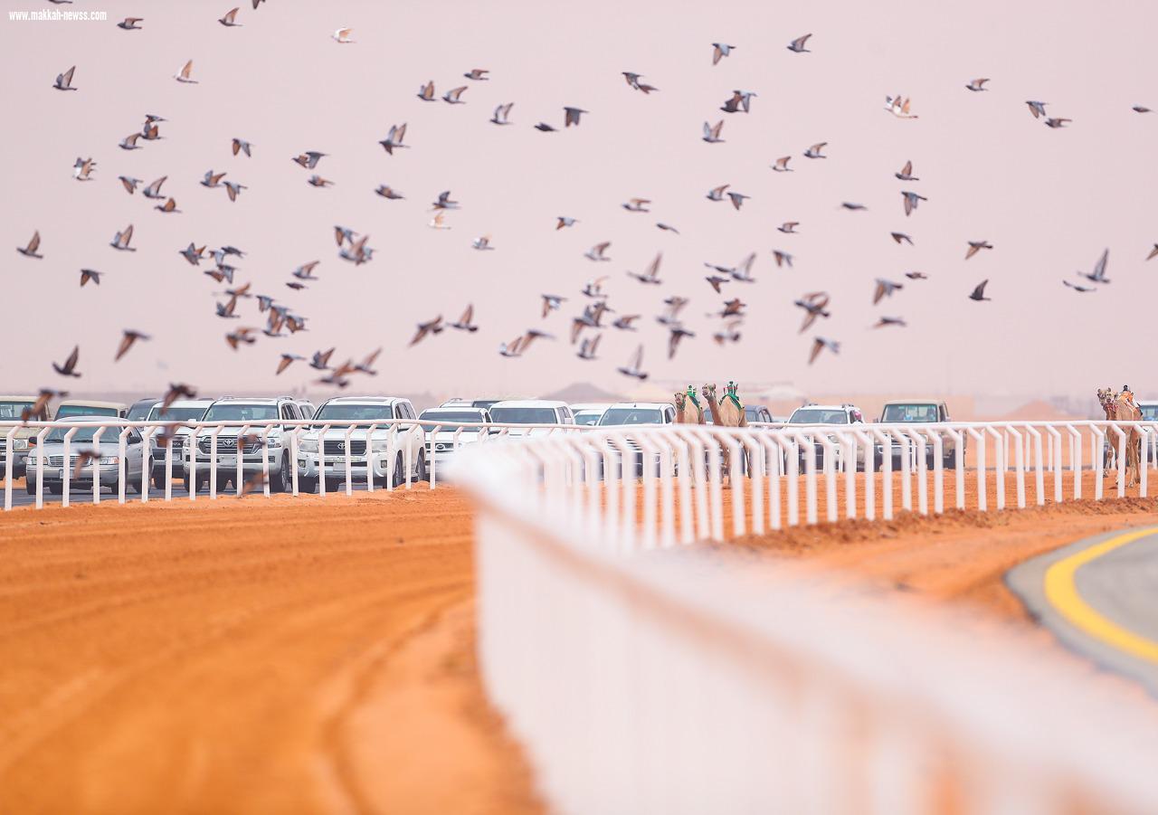 سمو وزير الرياضة يتوج الفائزين في ختام منافسات سباق رماح للهجن