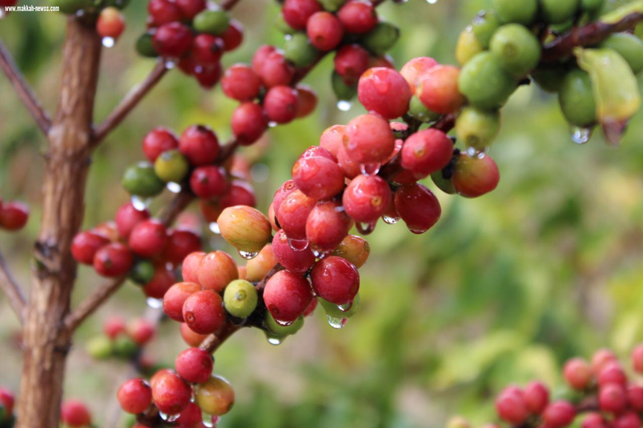 بالصور.. جبال الداير 