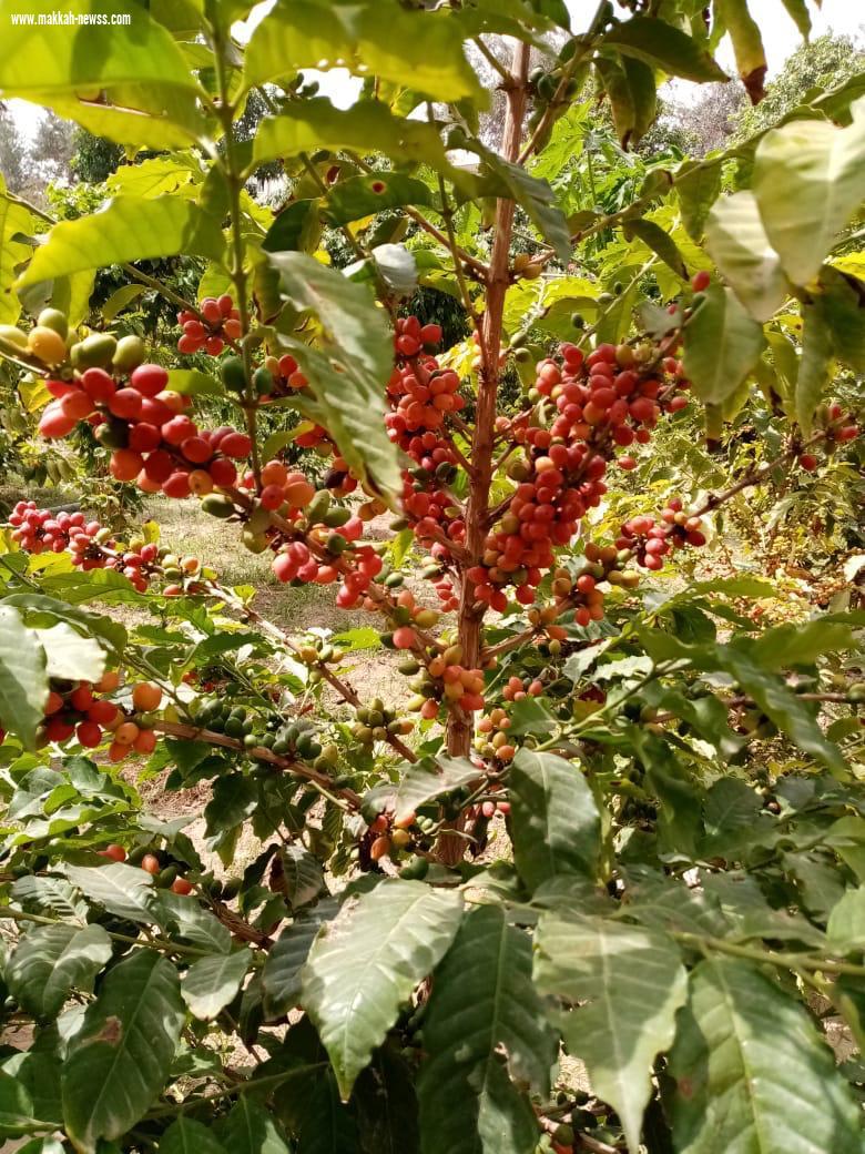 بالصور.. جبال الداير 