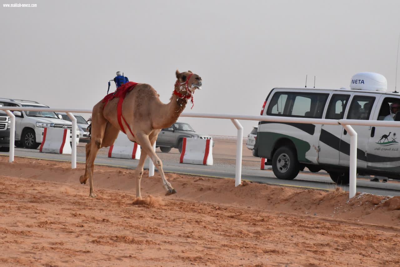 وزير الرياضة يرعى ختـام سباق رماح للهجن