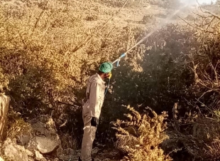 غياب للمكافحة في الدول المجاورة *