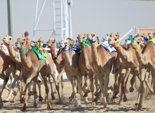 بتوجيه ودعم من سمو ولي العهـد رماح تحتضن ثالث سباقات الهجن